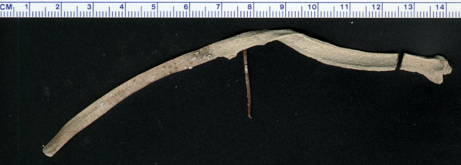 encrusted sea grass blade