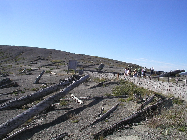 downed trees