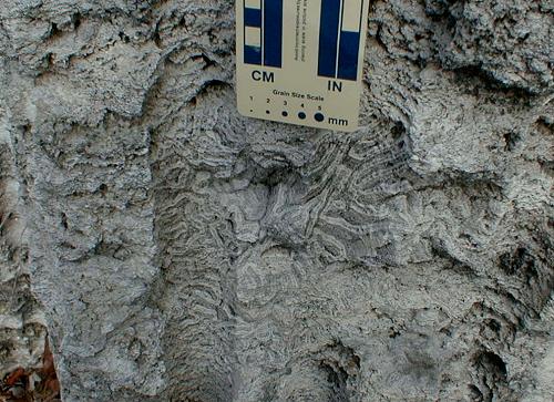 Windley Key reef