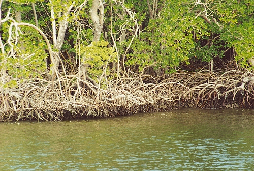 mangroves near Everglades City