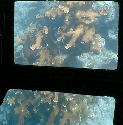 elkhorn corals
