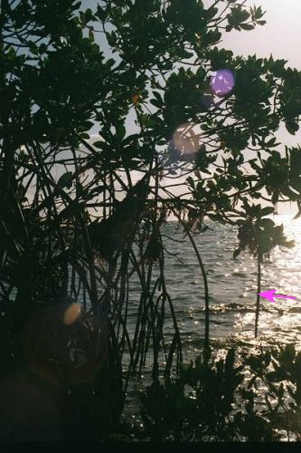 sun through mangroves