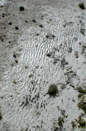 ripples in carbonate mud