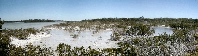 small mangroves in carbonate mud