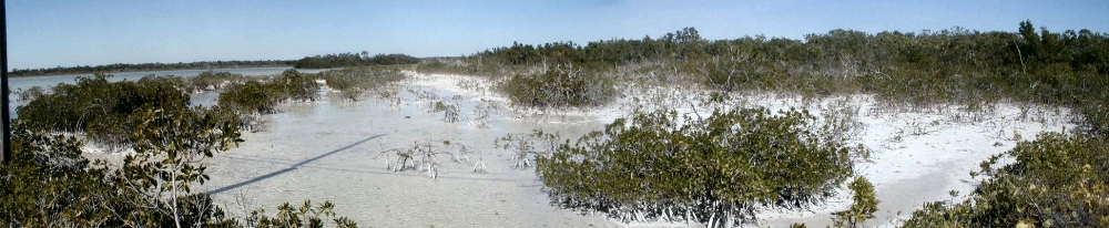 small mangroves in carbonate mud