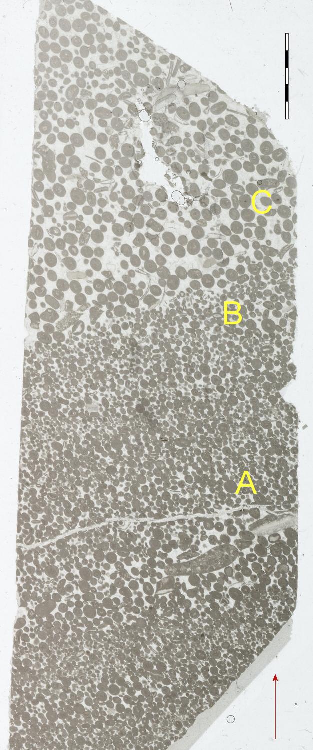 thin section PPL