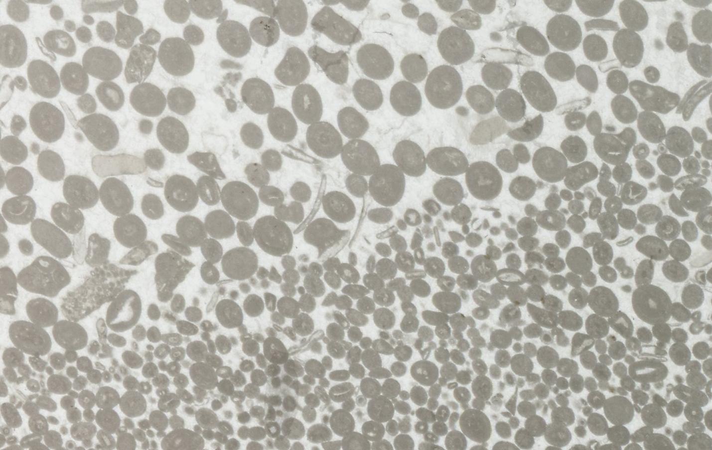 thin section PPL