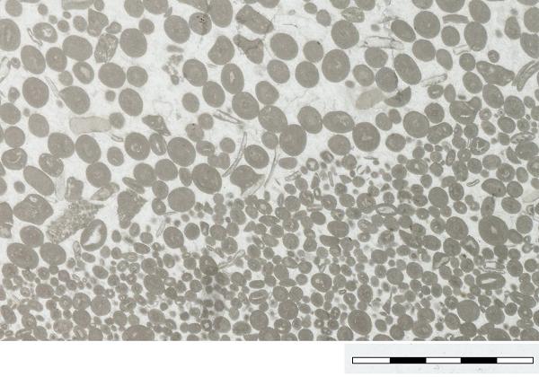 thin section PPL