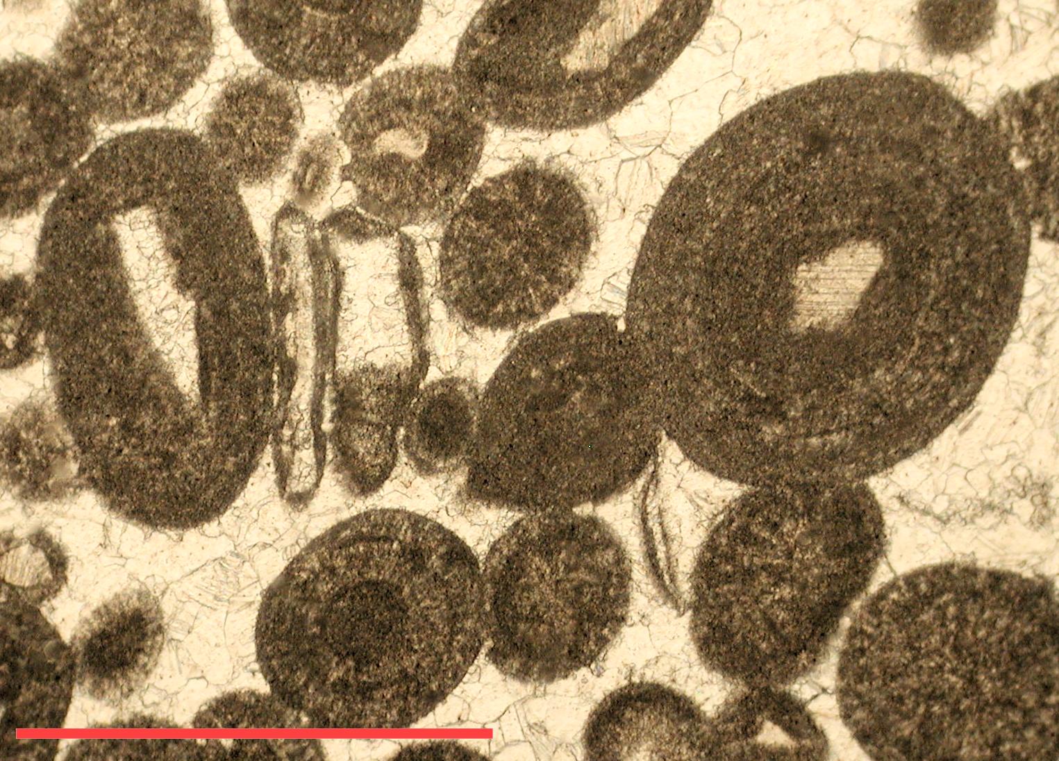 thin section PPL