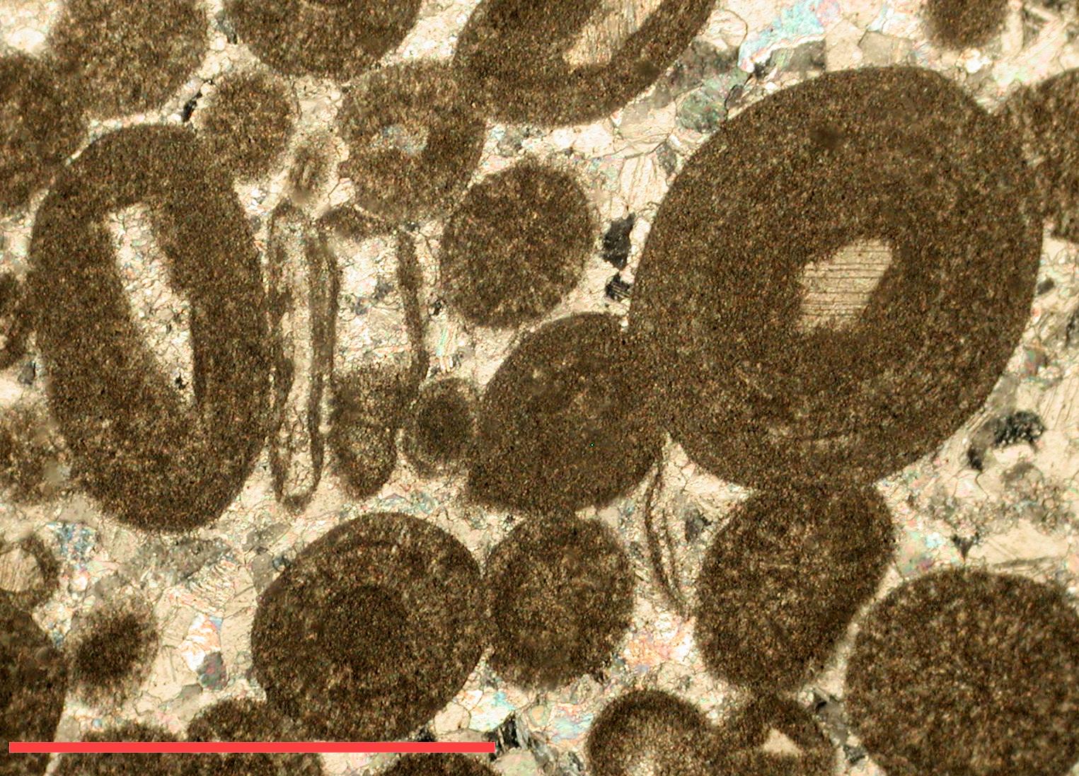 thin section XPL