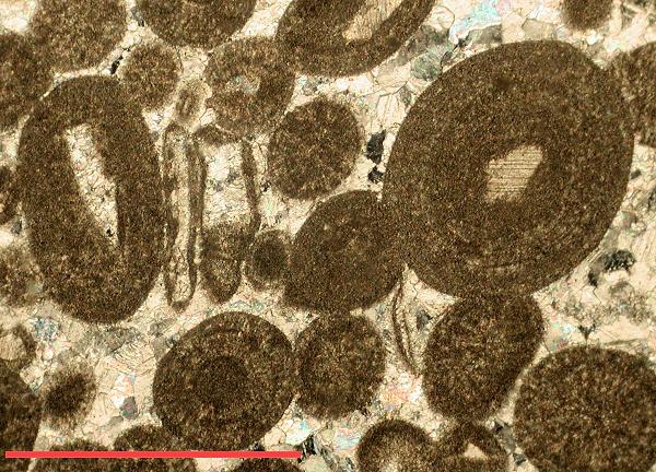 thin section XPL