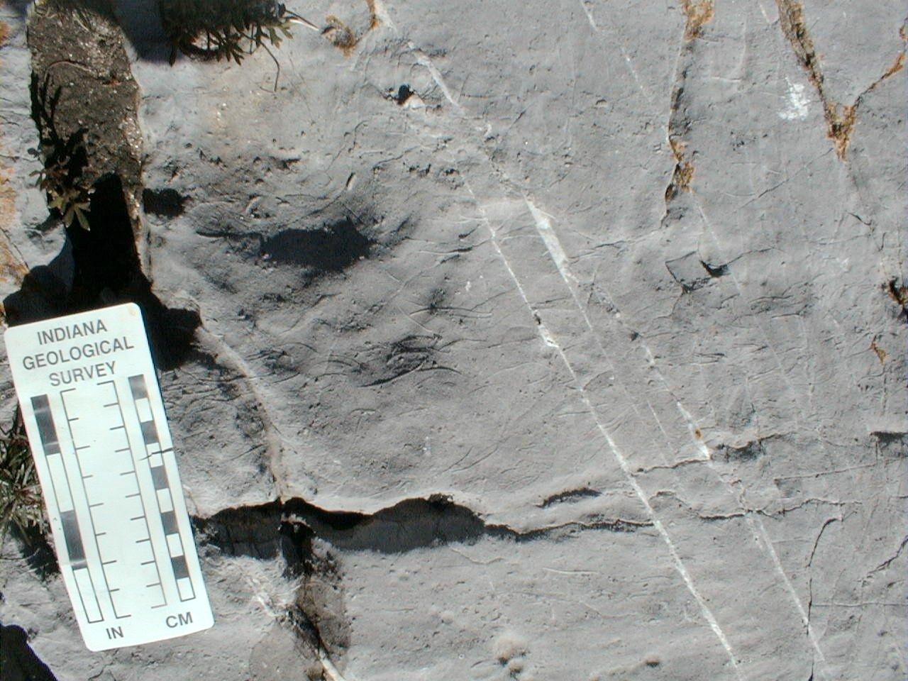 shells in outcrop