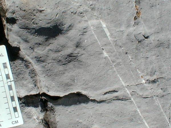 shells in outcrop