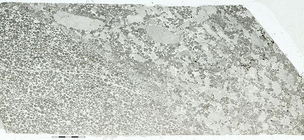 thin section PPL