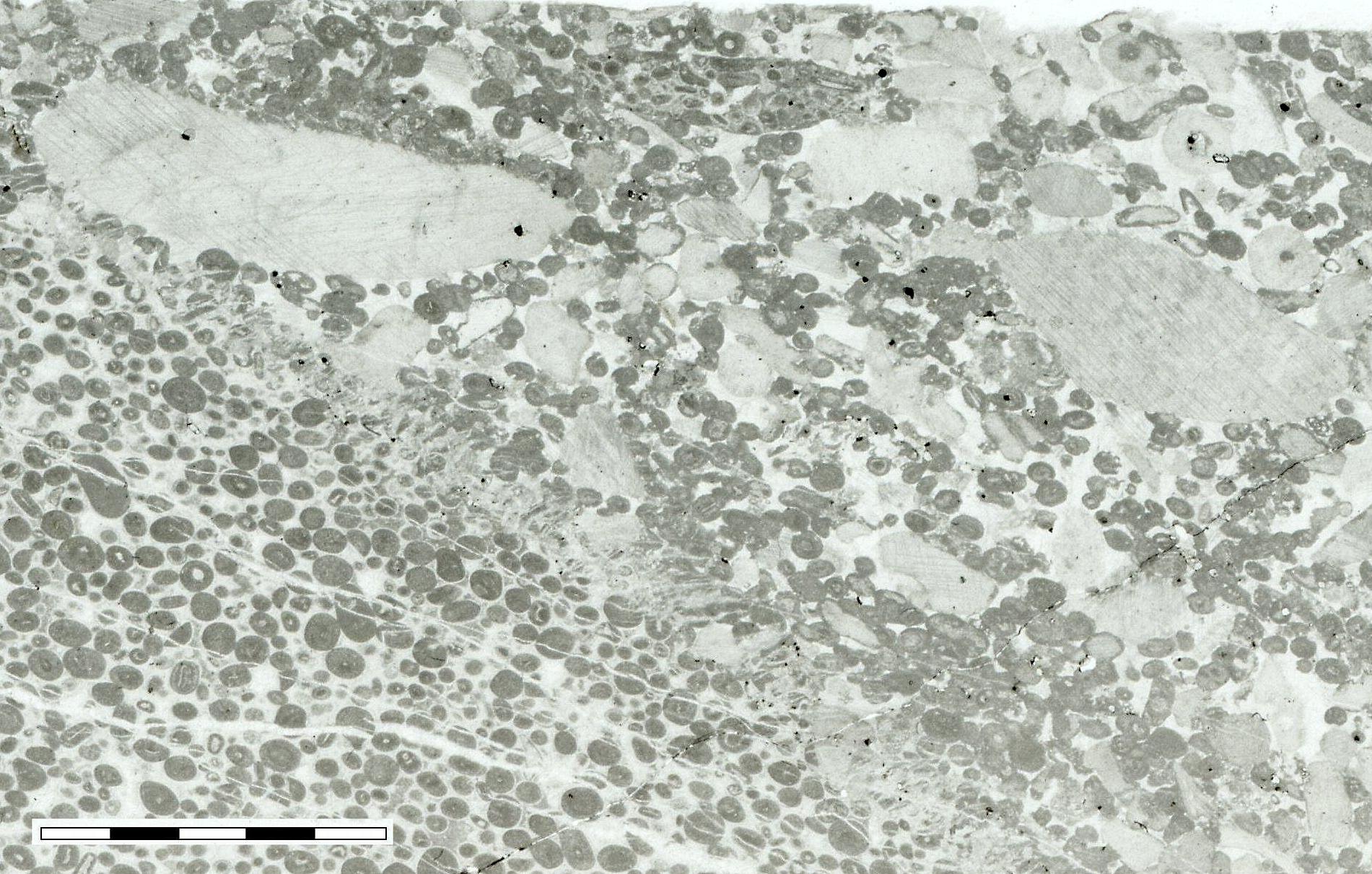thin section PPL