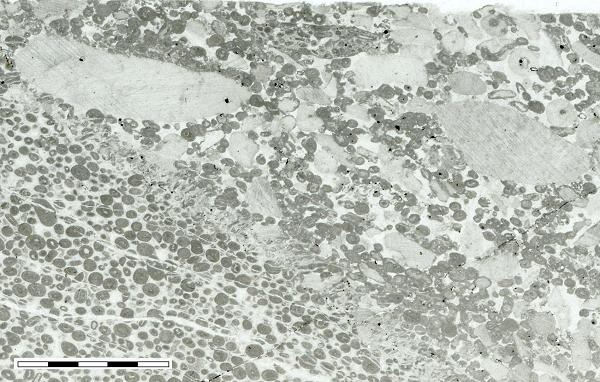 thin section PPL