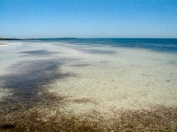 sea grass beds and sediment