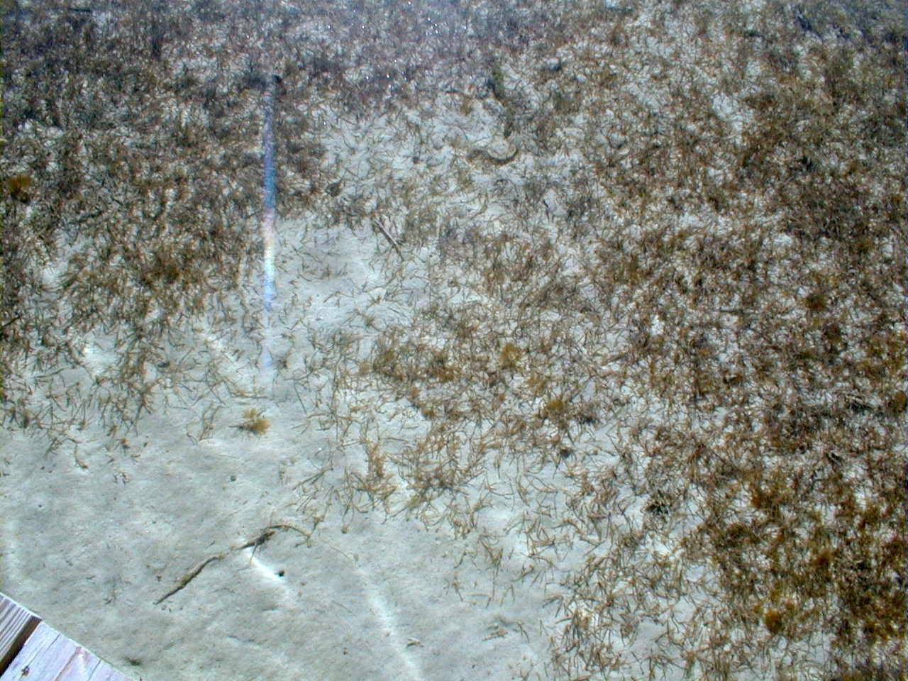 sea grass