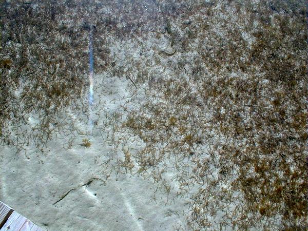 sea grass