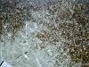 sea grass 1