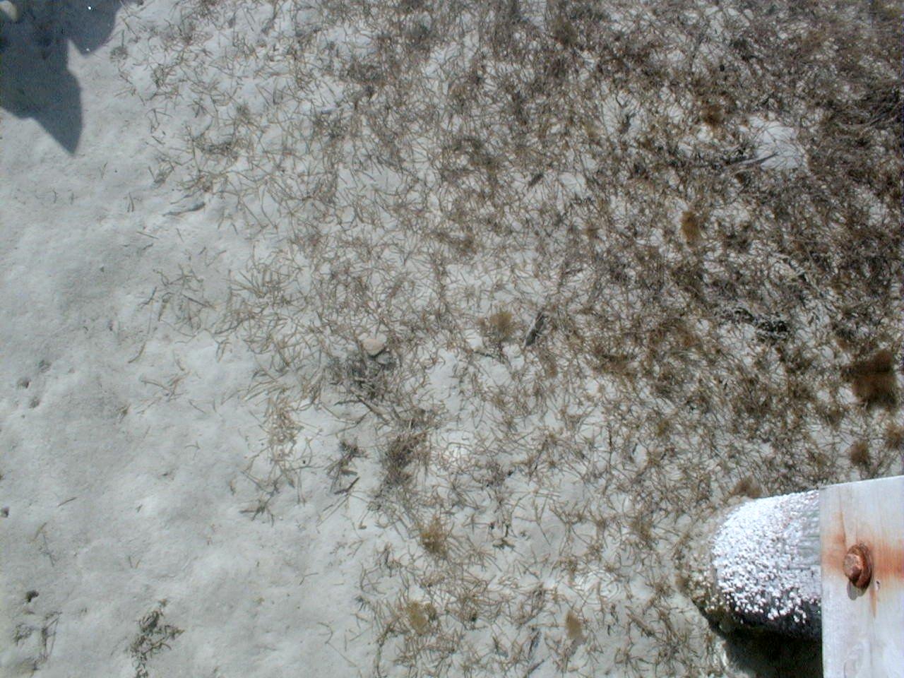 sea grass