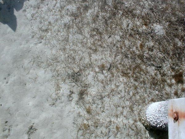 sea grass
