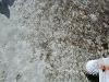 sea grass 2