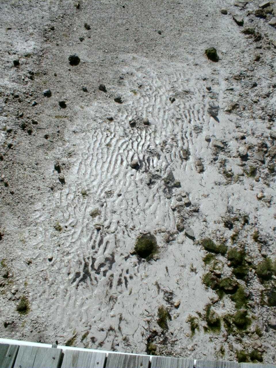 sedimentary structures in fine carbonate sediment