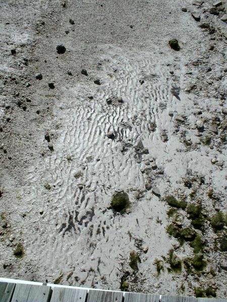 structures in fine carbonate sediment