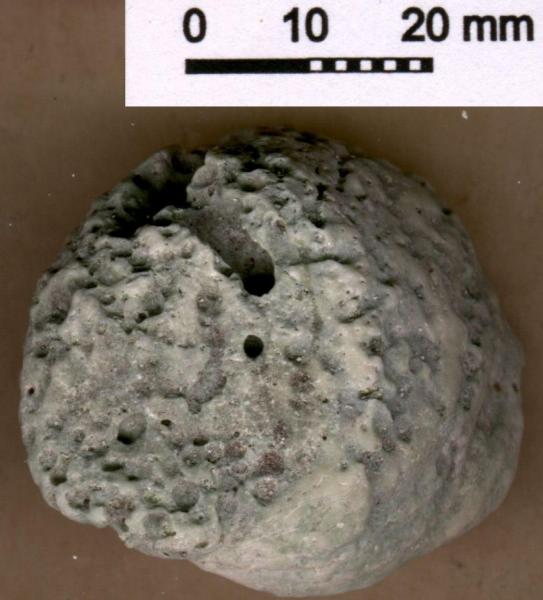 shell exterior