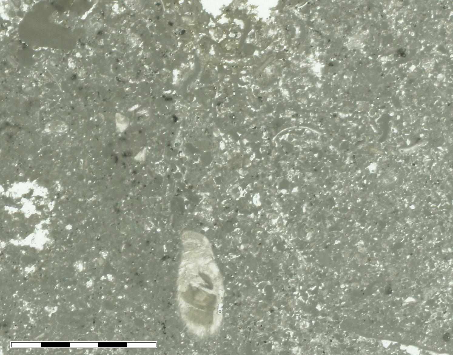 thin section, PPL