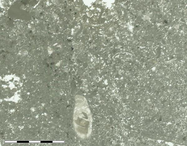 thin section, PPL