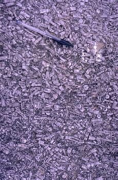 crinoids