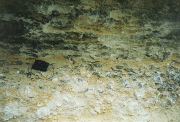 oysters1.jpg
