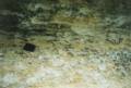 thm_oysters1.jpg