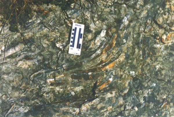 rudist01.jpg