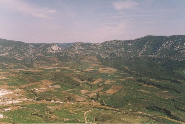 Fenouil1.jpg