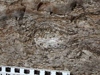 Close up of large augen