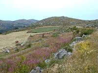 Mont Lozère. 8 kb