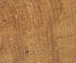 tree rings - 7 kb