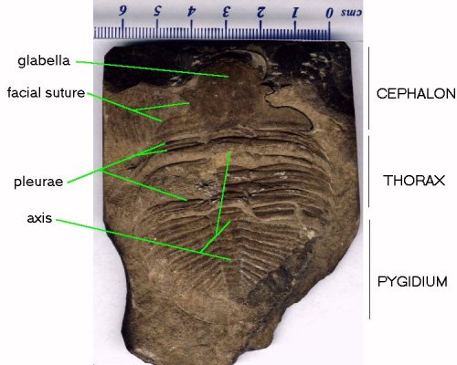 labelled trilobite - 41 kb