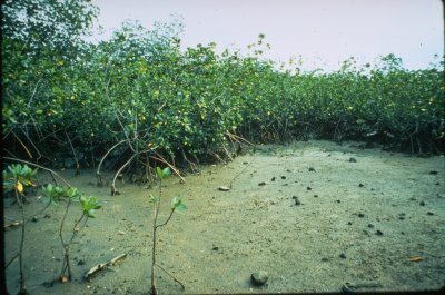 mangroves