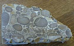 conglomerate - 7 kb