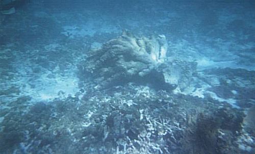 fallen elkhorn coral