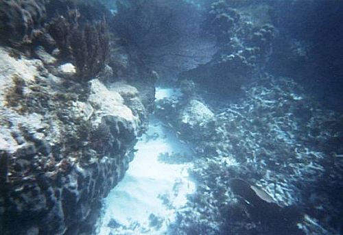 patch reef and inter-reef sediments