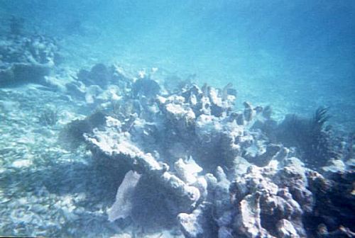 coral patch