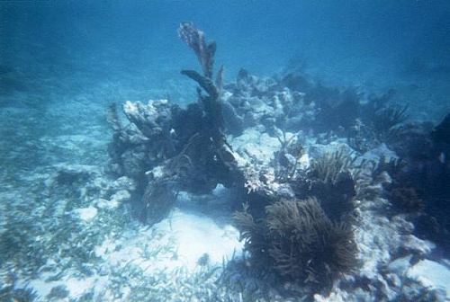 coral patch