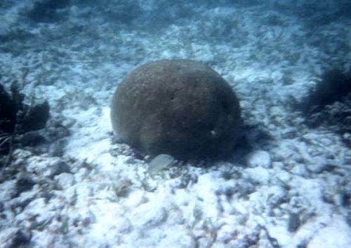 coral head on rubble