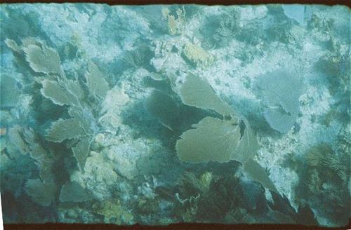 sea fans