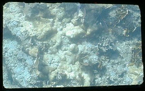 red calcareous algae
